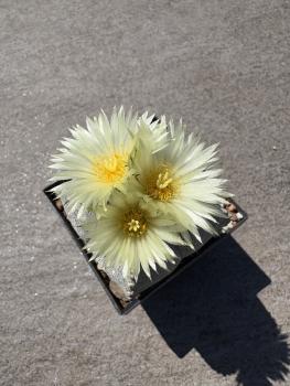 Astrophytum myriostigma quadricostatum nudum